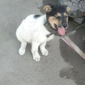 Щенку нужен дом Щенку нужен дом