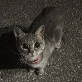 Найдена кошка с ошейником Найдена кошка с ошейником