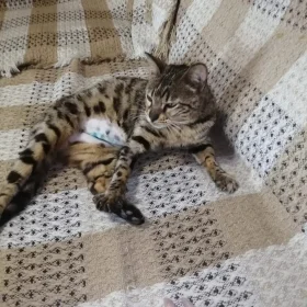 Кошка бенгалка в добрые руки Кошка бенгалка в добрые руки