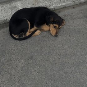 Найден щенок. Хозяин, отзовись! Найден щенок. Хозяин, отзовись!